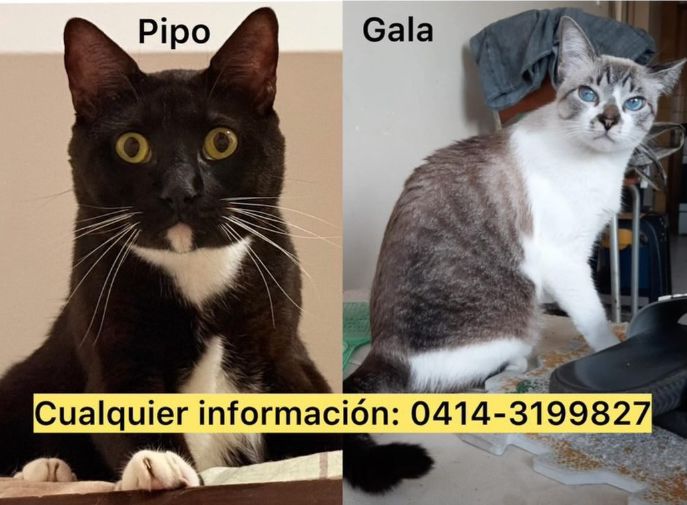 Foto de Pipo y Gala