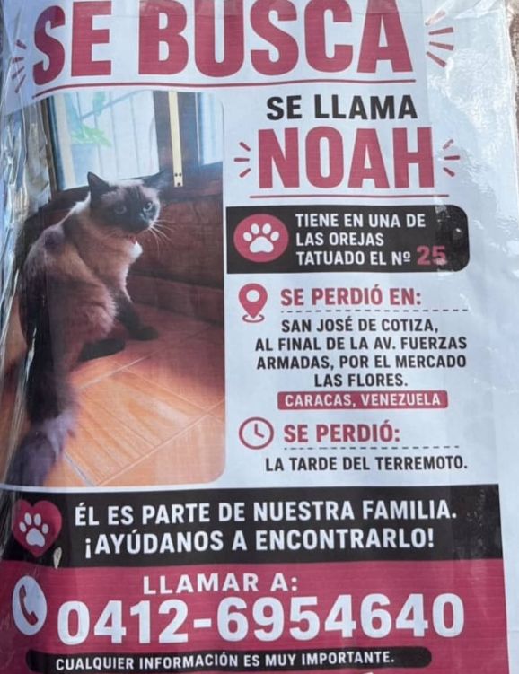 Foto de NOAH